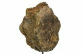 Fossil Hadrosaur Vertebra Centrum with Metal Stand - South Dakota #350722-2